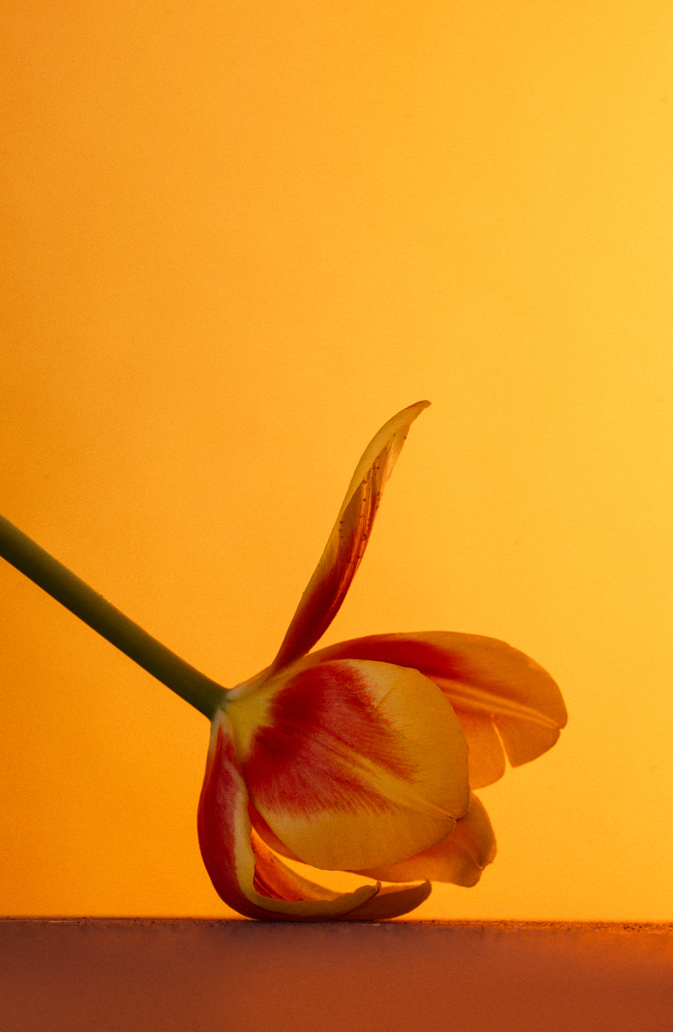 The Photography Workshop